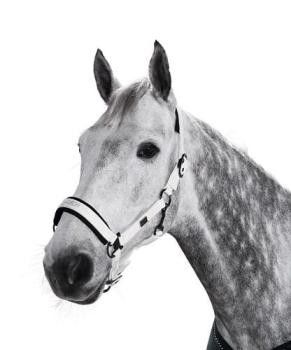 TROK.PL Kantar Eskadron Glossy White Cob
