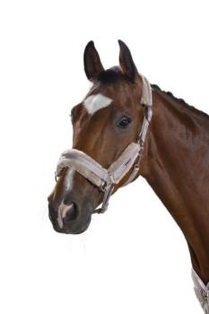 TROK.PL Kantar Double Pin Mesh Eskadron. Kolekcja Classic Softgrey Cob
