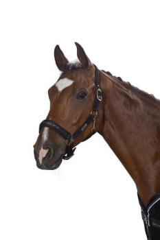 TROK.PL Kantar Eskadron Pin Glossy Black Pony