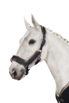 TROK.PL Kantar Eskadron Doublepin Glossy Faux Fur Navy Pony