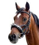 Kawecan skórzany Waldhausen black Full