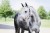TROK.PL Kantar Eskadron DOUBLE PIN FAUXFUR Platinum