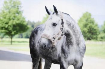 TROK.PL Kantar Eskadron DOUBLE PIN FAUXFUR Platinum