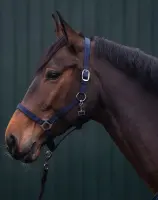 Kantar HKM Innsbruck navy Pony